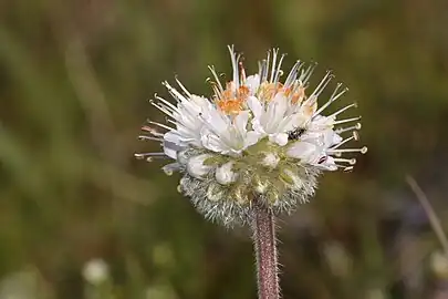 The white to blue flowers, borne in a tight spherical cluster, have five hairy calyx lobes and five exerted stamens.