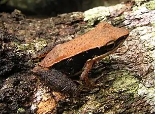 Dorsal view