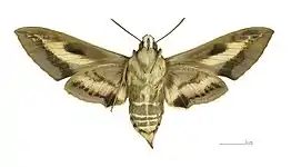 Male