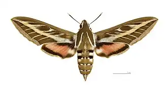 Female