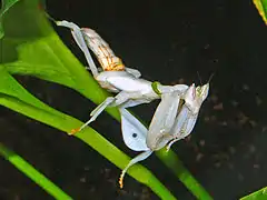 Late instar female