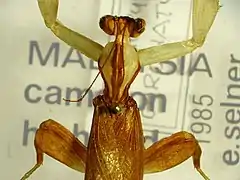 Mounted adult male