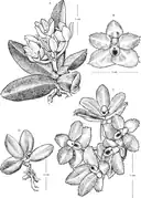 Botanical illustration of Hymenorchis javanica