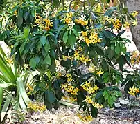 Leaves and flowers