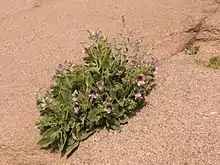 Hyoscyamus muticus plant in flower and fruit