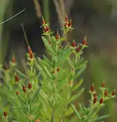 Fruits