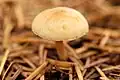 Hypholoma radicosum