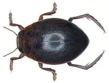 Hyphydrus ovatus