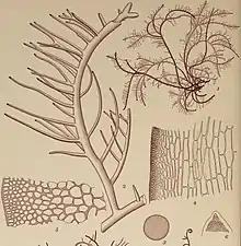 Hypnea musciformis