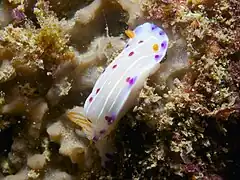 Specimen feeding on sponge