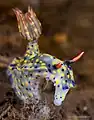 Hypselodoris kanga at Wakatobi National Park, 2018