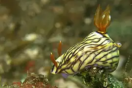 Hypselodoris nigrostriata