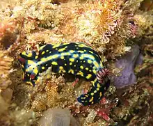 Hypselodoris obscura