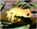 Hypsiboas punctatus