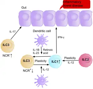 A diagram of the gut epithelium, displaying the ILC cells present in the environment, and how they interact with the epithelium and one another, causing inflammation and therefore IBD. The diagram displays the plasticity between ILC1s, into ILC3s, and vice versa, and the plasticity of ILC2s, being able to become ILC1 cells, in the presence of certain cytokines and effector cells.