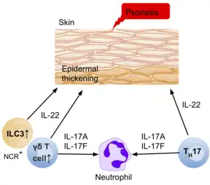  A diagram of the skin epidermis, and the ILC3s, and other effector cells (T cells, neutrophils) present in the environment, and their effector cytokines involved in causing psoriasis.