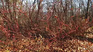 Red osier dogwood