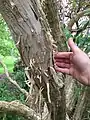 Characteristic peeling bark of mature specimen.