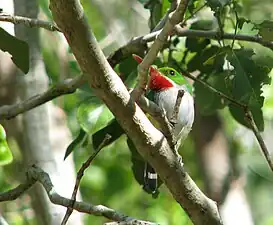 Puerto Rican tody