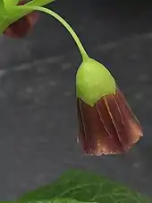 Scopolia carniolica Jacq. Single flower, showing long, slender pedicel and cup-like calyx.