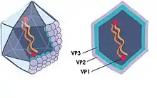 IPNV structure