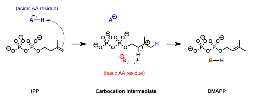 IPP isomerase mechanism