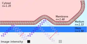 Principle of interference reflection microscopy (IRM)