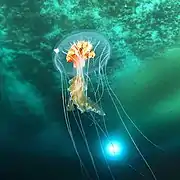 Antarctic jellyfish Diplulmaris antarctica  under the ice