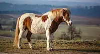 Chestnut pinto Icelandic horse