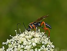 Pimpla cf.  rufipes