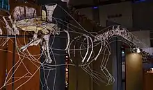 Mounted partial skeleton of a spinosaurid dinosaur with a wave-like sail at a museum