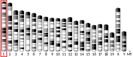 Chromosome 1 (mouse)