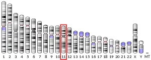 Chromosome 11 (human)