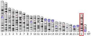 X chromosome (human)