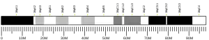 Chromosome 16 (mouse)