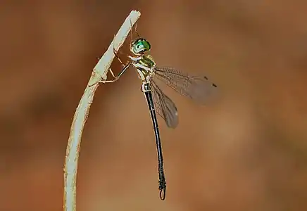 Idionyx gomantakensis male