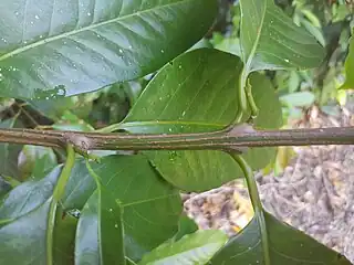 Twig and leaves, Cairns Botanic Gardens, April 2023