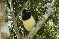 Plush-crested jay (Cyanocorax chrysops)