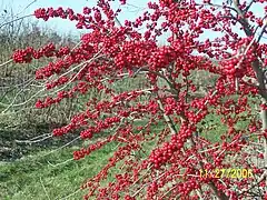 Winterberry - Ilex verticillata