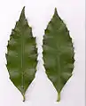 Leaf of Illawarra socketwood (left), Common Sassafras (right)