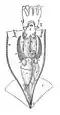 Illex illecebrosus anatomy