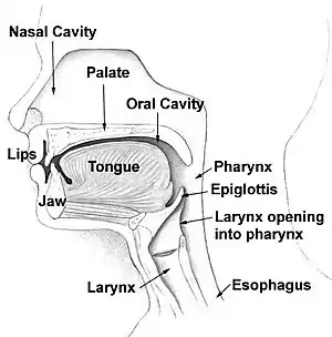 pharynx