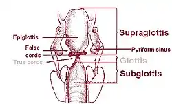 Larynx