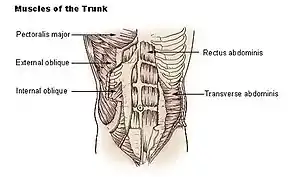 Muscles of the trunk