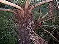 Detail of trunk and insertion of fronds. New growth is covered in red-brown scales. This serves to distinguish the species from the alien, non-indigenous Sphaeropteris cooperi (syn. Cyathea cooperi), which has red and white scales on its new growth.