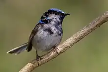 closeup of a small long-tailed vivid pale blue and black bird