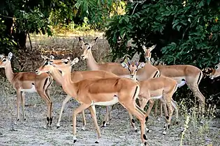 Impala