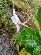 Impatiens henslowiana at Agasthyarkoodam