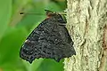 Peacock butterfly, Aglais io, is a cryptic leaf mimic when its wings are closed.