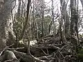 Hiking path to Mt. Inamura